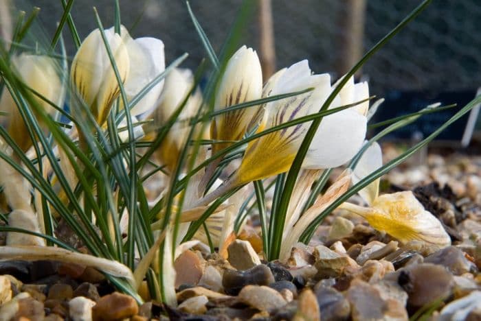 crocus 'Snow Bunting'