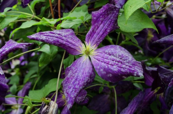 clematis [Jackmanii Purpurea]