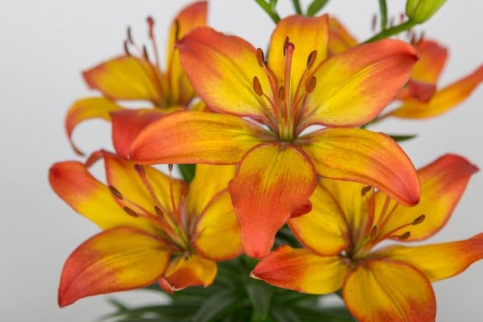 lily 'Sunset Joy'