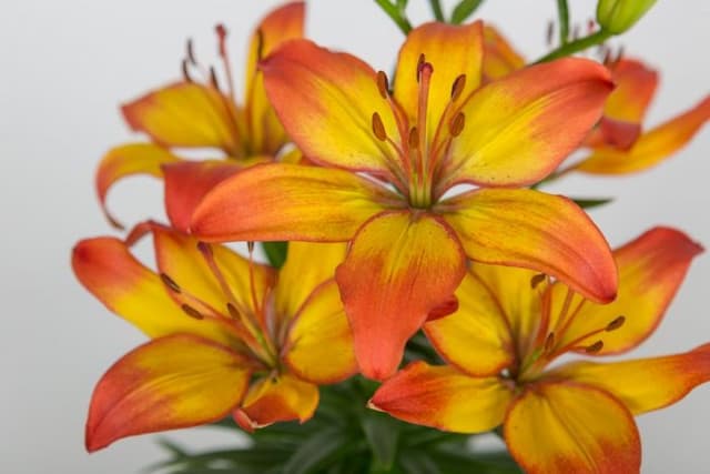 Lily 'Sunset Joy'