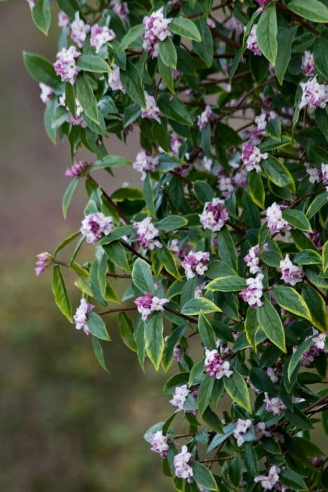 daphne 'Limpsfield'