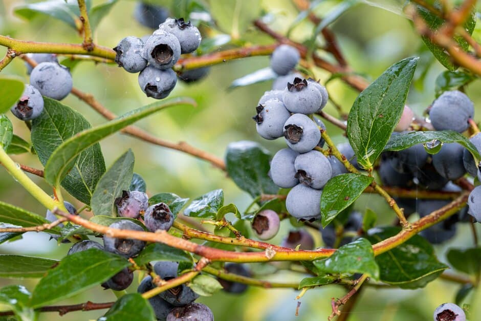 Blueberry 'Brigitta'