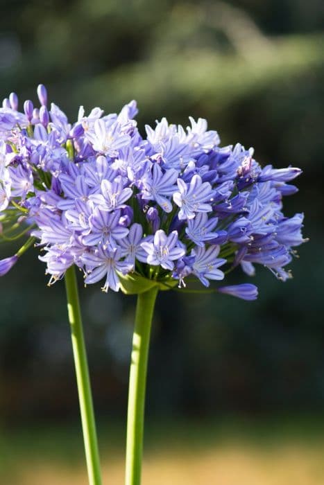 African lily 'Megan's Mauve'