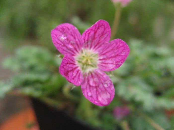 storksbill 'William Bishop'