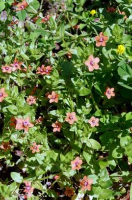 scarlet pimpernel