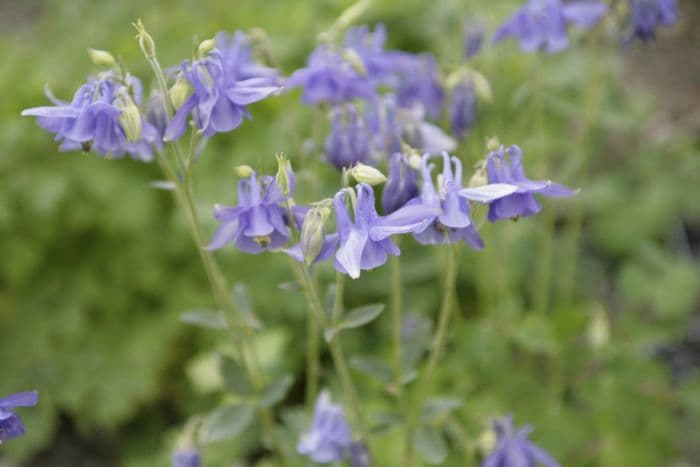 alpine columbine