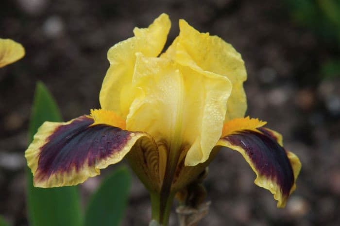 iris 'Hot'