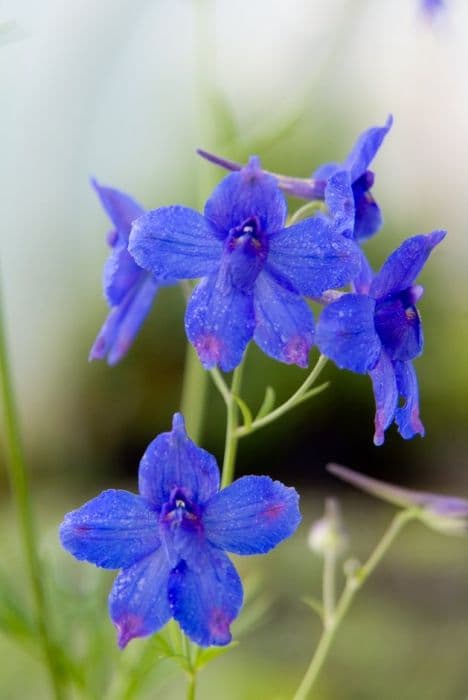 large-flowered delphinium