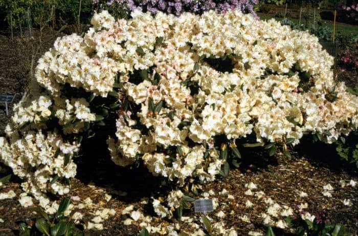 rhododendron 'Virginia Richards'