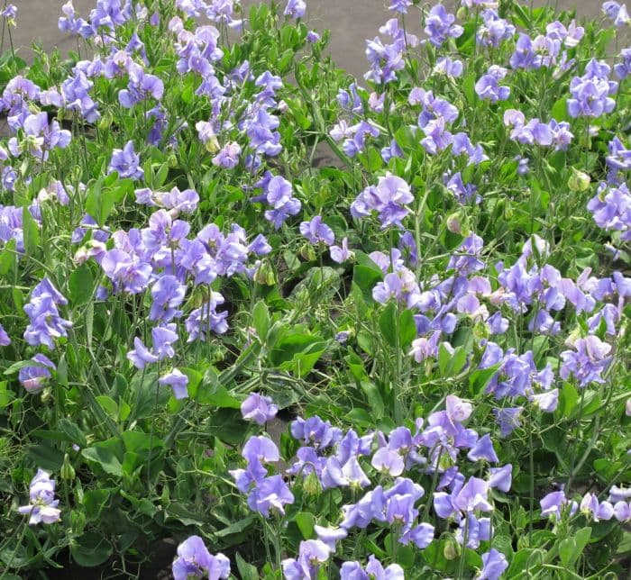 sweet pea 'Bounce Mid Blue'