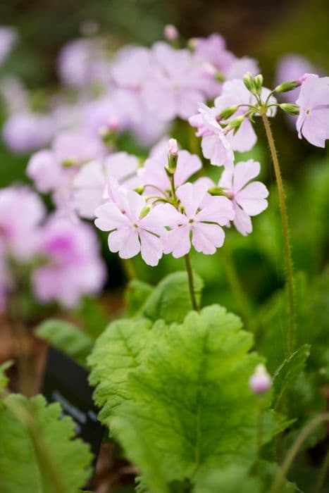 Siebold primrose 'Daiminnishiki'