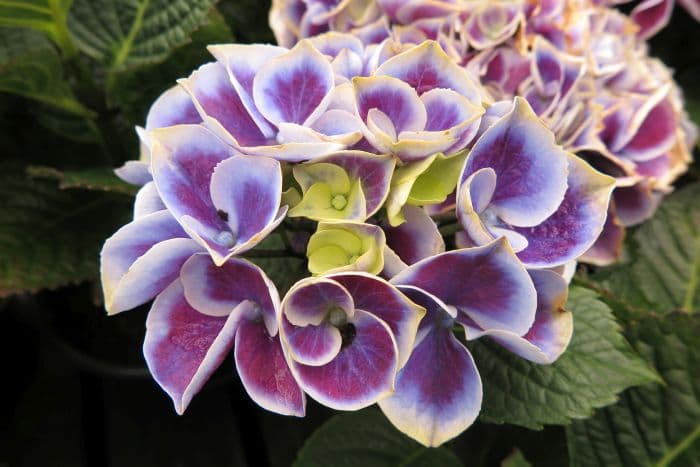 hydrangea 'Tivoli'