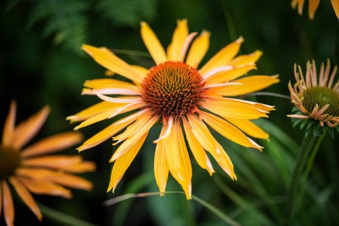 coneflower 'Big Kahuna'