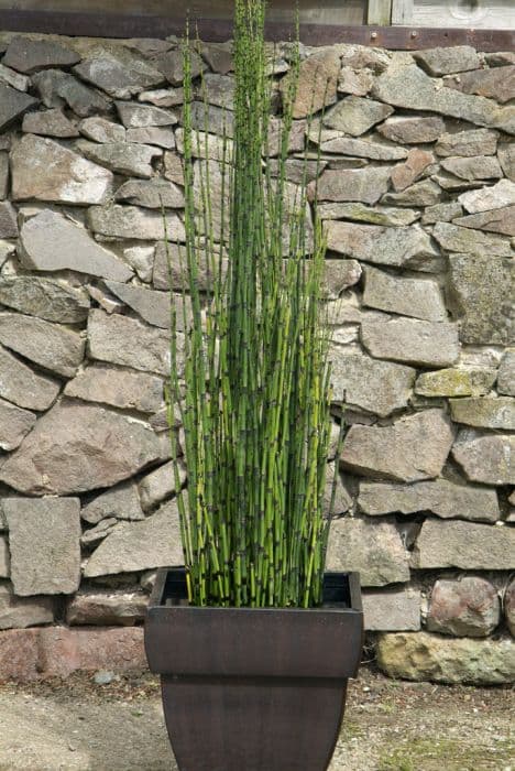 rough horsetail