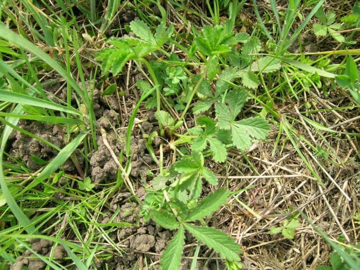 creeping cinquefoil