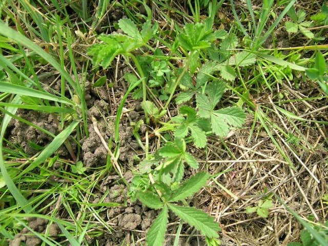 Creeping cinquefoil