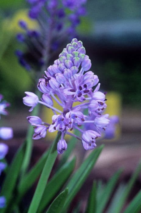 amethyst meadow squill