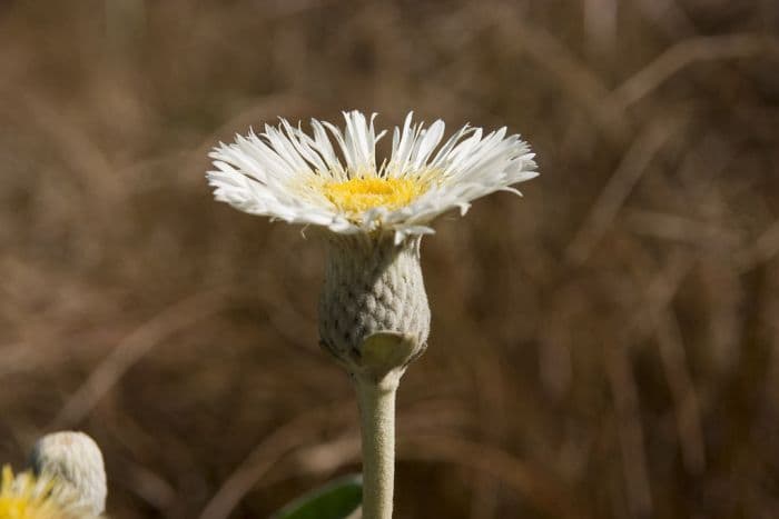 Marlborough rock daisy