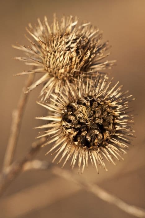 greater burdock