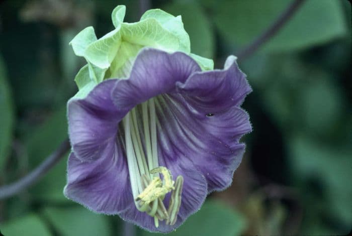 cup and saucer vine