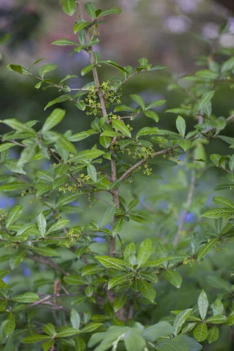 Japanese orixa