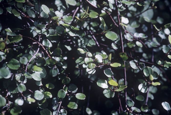 necklace vine