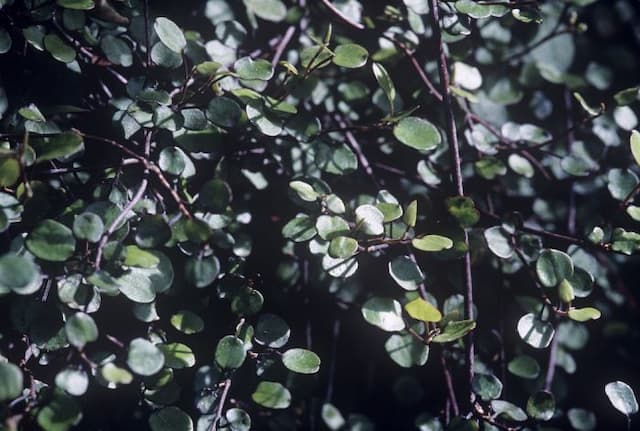 Necklace vine