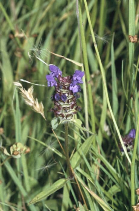 selfheal