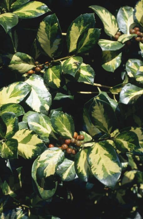 holly 'Lawsoniana'