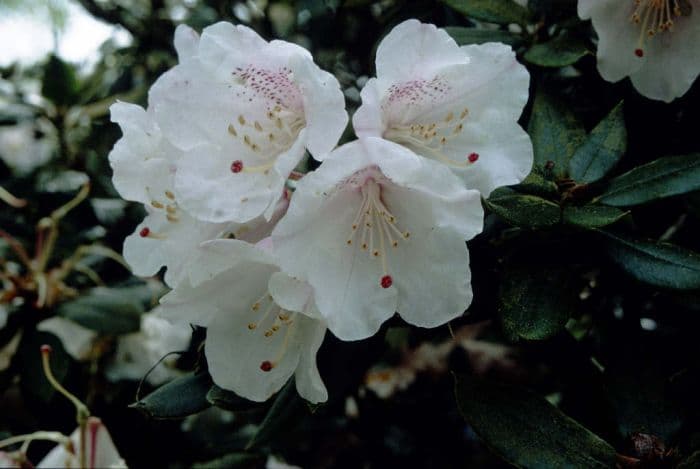 false-gold-flower rhododendron