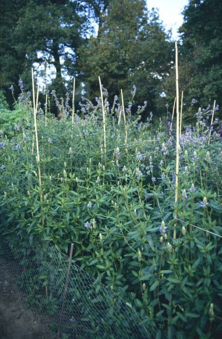 bog sage