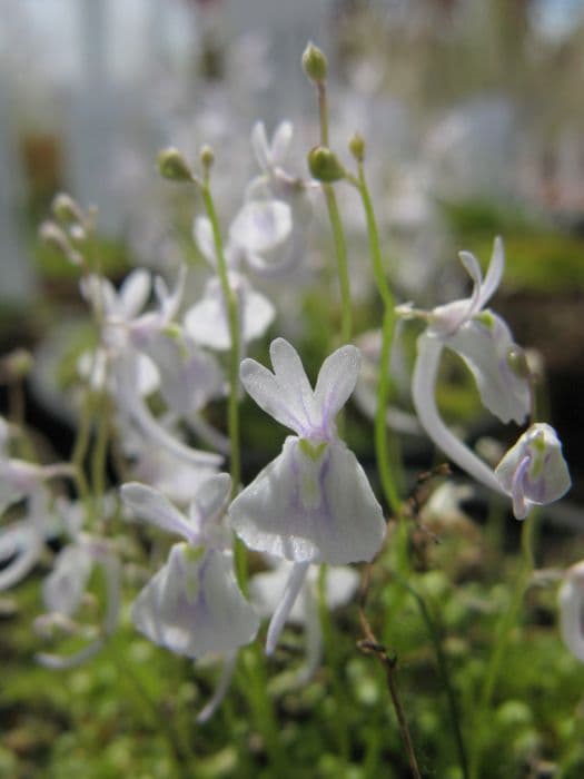 Sanderson's bladderwort