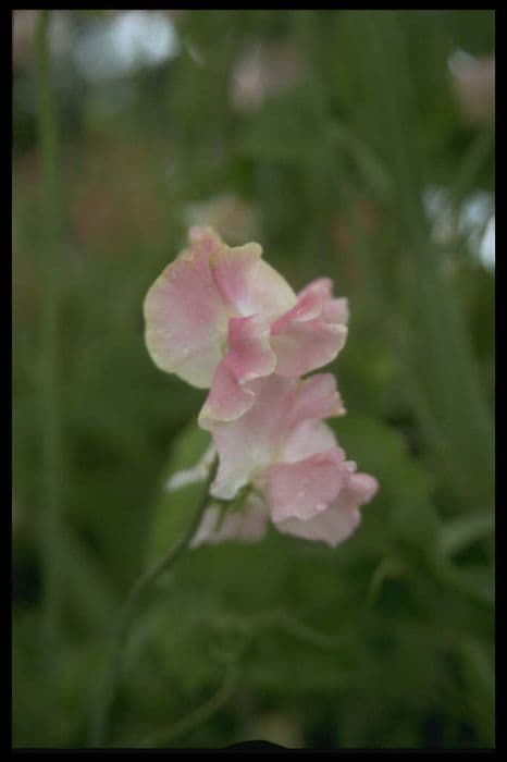 Sweet pea 'Kiri Te Kanawa'