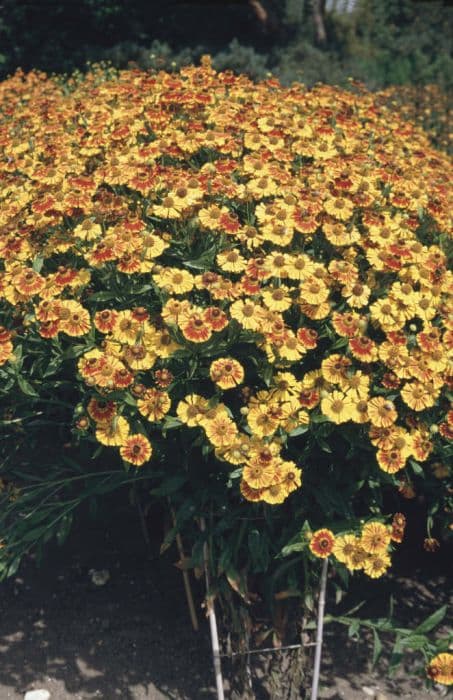 sneezeweed 'Ring of Fire'