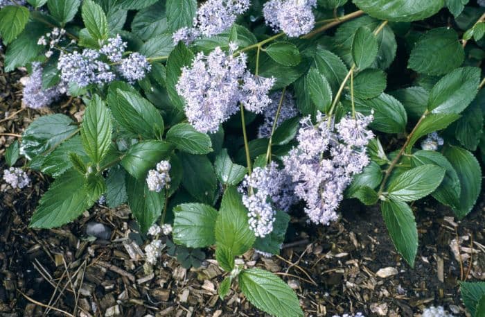 Californian lilac 'Gloire de Versailles'