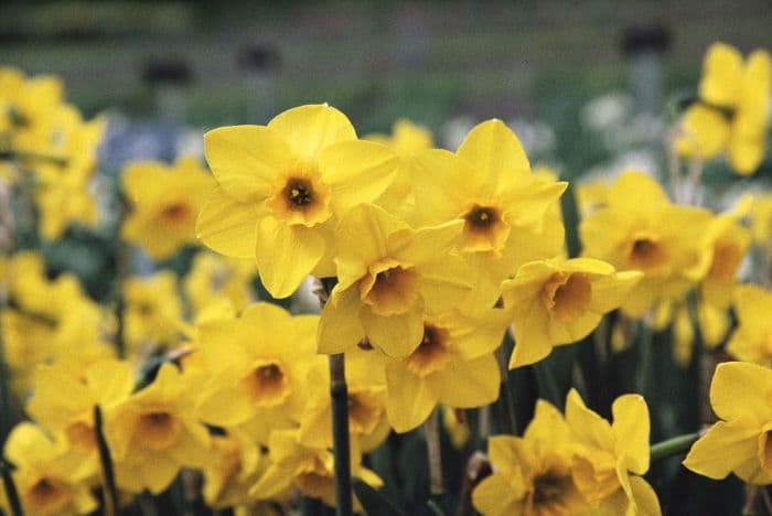 jonquil 'Wheal Coates'