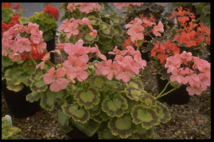 pelargonium 'Mrs Quilter'