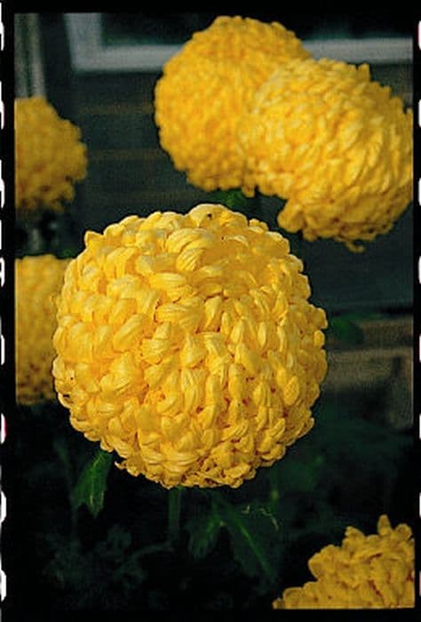 Chrysanthemum 'Golden Cassandra'