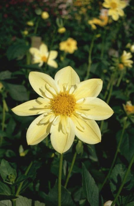 dahlia 'Clair de Lune'