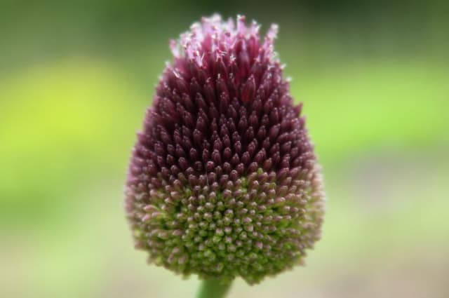 Allium 'Forelock'