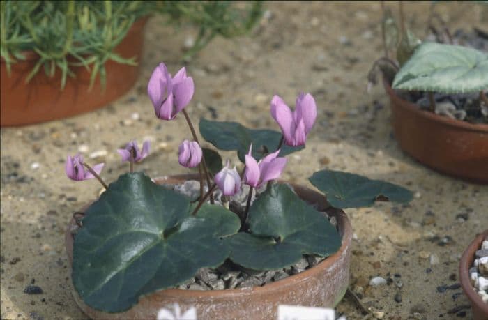 purple cyclamen