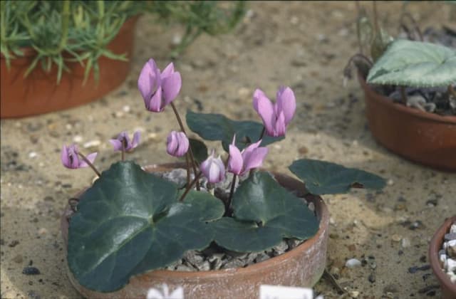 Purple cyclamen