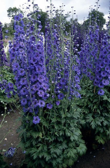 delphinium 'Cassius'