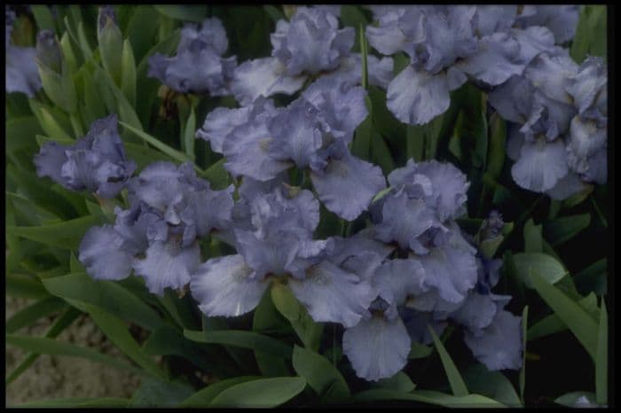 iris 'Tirra Lirra'