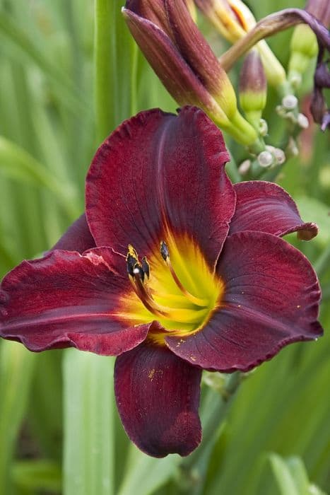 daylily 'Sir Modred'