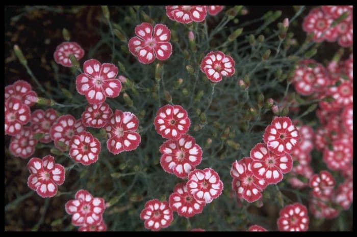 pink 'Chesswood Sandilands'