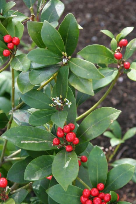 skimmia 'Veitchii'