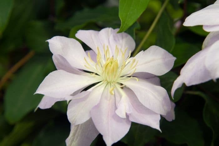 clematis 'John Gould Veitch'