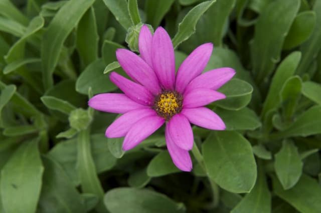 African daisy 'In the Pink'