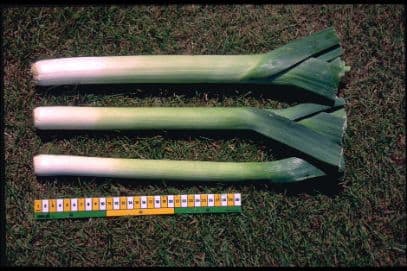 leek 'Jolant' (Swiss Giant group)